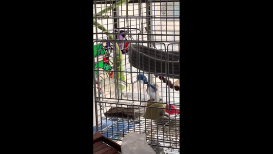 Parrot skillfully plays with rattle toy in Guangdong, China