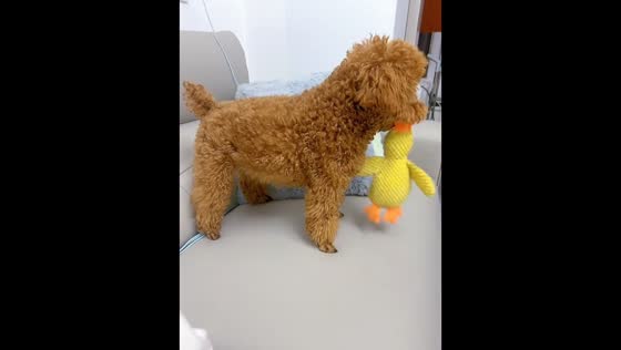 Dog shakes toy aggressively in Anhui, China