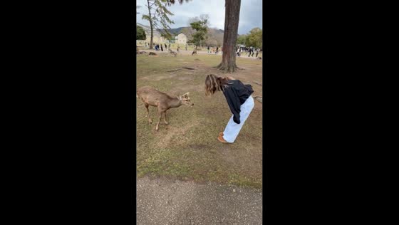 Deer jumps on visitor at Nara Deer Park in Nara, Japan