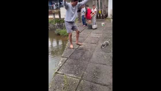 Cat suddenly grabs fish during fishing moment in Puncak Bogor, Indonesia
