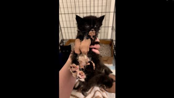 Adorable foster kittens indulge in a 'paws'-itively messy drink!