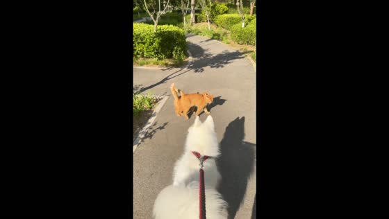 Two orange cats adorably walk side by side while leaning against each other in Shandong, China