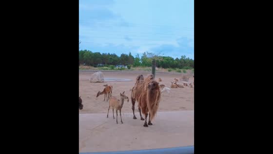 Deer playfully tugs camel’s hair at zoo in Hebei, China