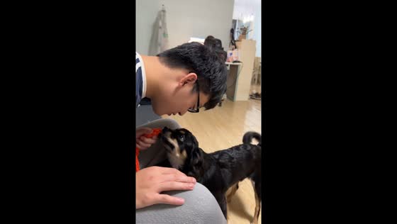 Man plays tug of war with Hovawart dog in Hubei, China