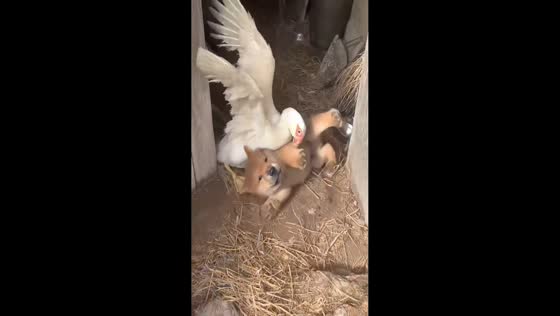 Cute duck and puppy interaction in Guangxi, China