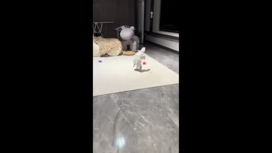 Dog runs on front legs after diaper is put on in Liaoning, China