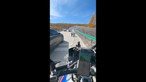 Drivers stop as wild bear approaches road and picks up food in Inner Mongolia, China