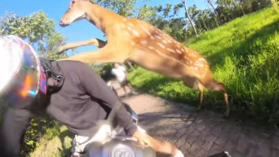 Man gets surprised by deer attack while sitting on motorcycle in Shanghai, China