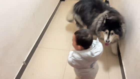 Toddler and Alaskan Malamute playfully chase each other in Henan, China