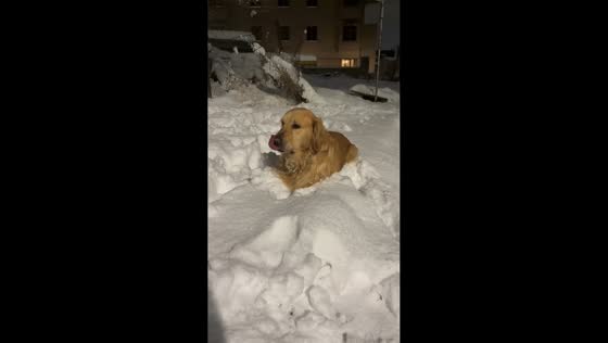 Dog enjoys playing in fresh winter snow in Yerevan, Armenia