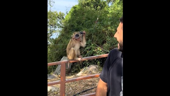 Monkey tries on sunglasses in Phuket, Thailand