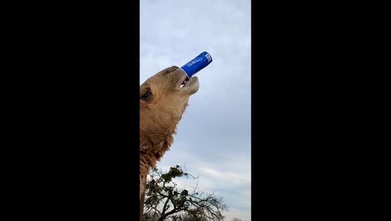 Camel drinks soda through car window at safari park in Davis, Oklahoma, USA