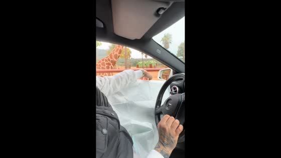 Man feeds giraffes and zebras during safari drive in Fasano, Italy