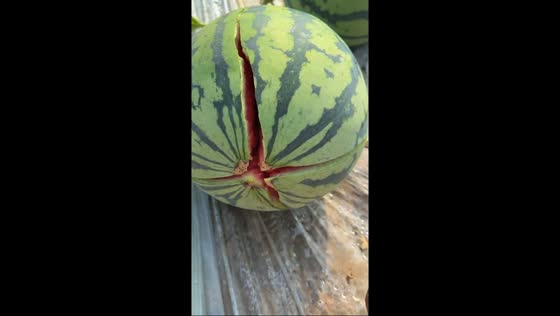 Watermelon cracks open after flick in Shanxi, China