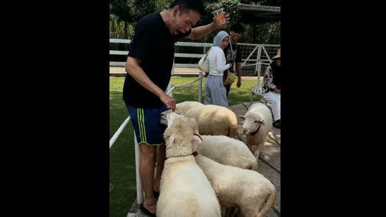 Man scared while feeding sheep in Bogor City, Indonesia