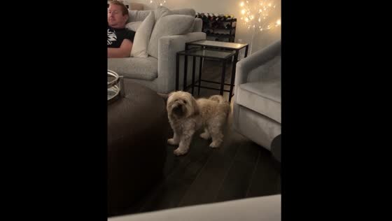 Dog demands attention from parents in video