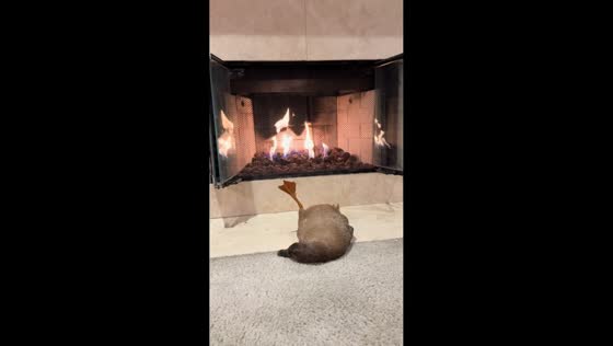Duck relaxing by the fire in Camarillo, California, USA