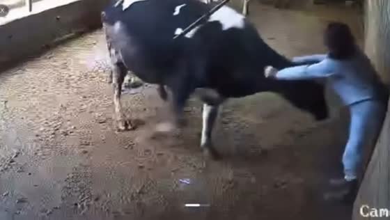 Aggressive cow charges woman in barn before rescue in Aksaray, Turkey