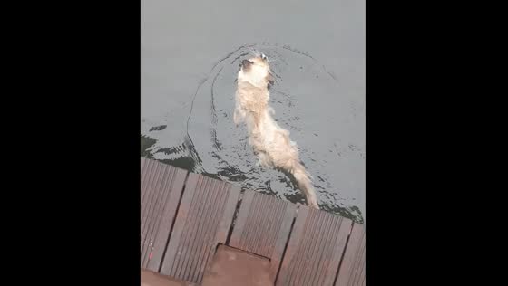 Cat falls off bridge into water and swims to safety