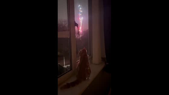 Cat watches fireworks from window in Manchester, UK