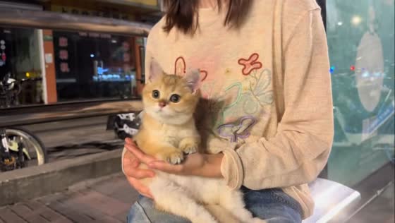 Adorable cat shakes head in Shanghai, China
