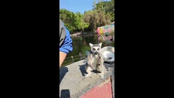 Lemur quickly grabs butterfly from man in Guangdong, China