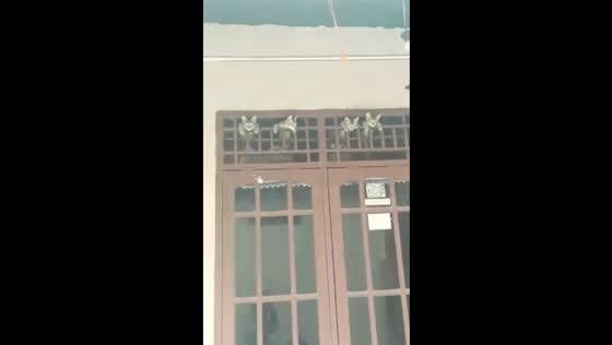Four cats perched on window grill in Depok City, Indonesia