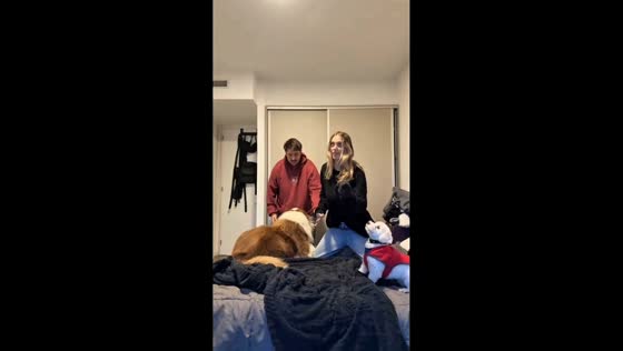 Dogs mimic owners during playful “freeze” challenge in Mar del Plata, Argentina
