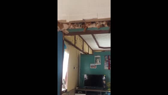 Kittens squeeze together to rest on top of a door frame inside a house in Java, Indonesia