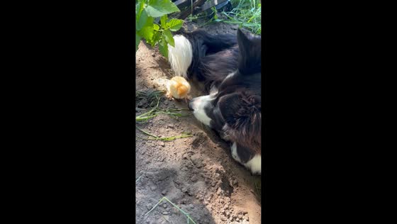 Lost chick finds comfort beside sheepdog in Ryki, Poland