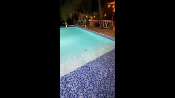 People startled by large spider in pool in La Altagracia, Dominican Republic
