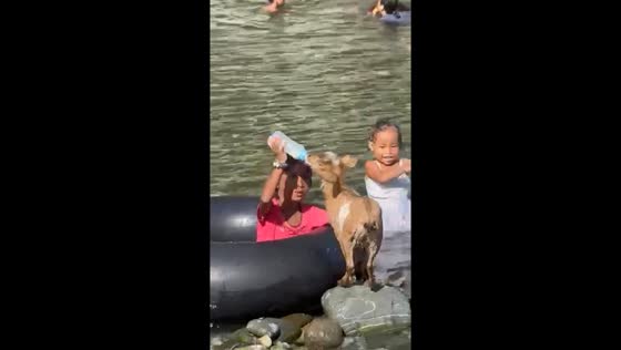 Riverside bond: child bathes, goat feeds