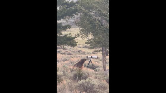 Bear curiously inspects camera in Yellowstone National Park, Wyoming, USA