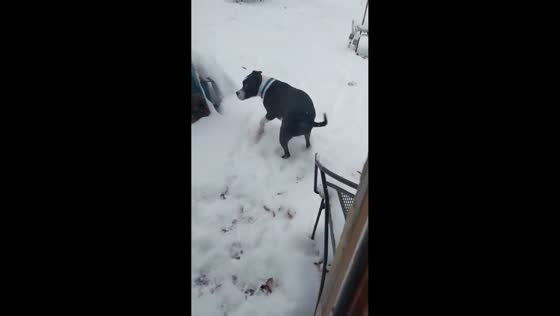 Dog enjoys playful snow romp in Topeka, Kansas, USA