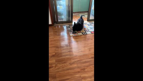 Dogs playfully steal carrot inside house in Sichuan, China