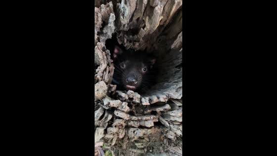 Tasmanian devil growls from tree trunk in Helensburgh, Australia