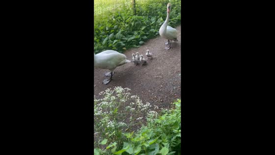 Goose family intimidates visitor at Loch Leven in Scotland, UK