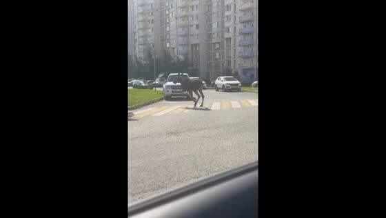 Frightened moose disrupts traffic near mega shopping center in Khimki