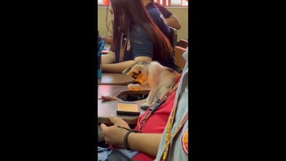Cat captivated by mobile phone during class in General Mariano Alvarez, Cavite, Philippines