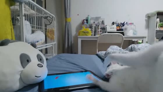 Cat backflips while playing with tablet in Tianjin, China