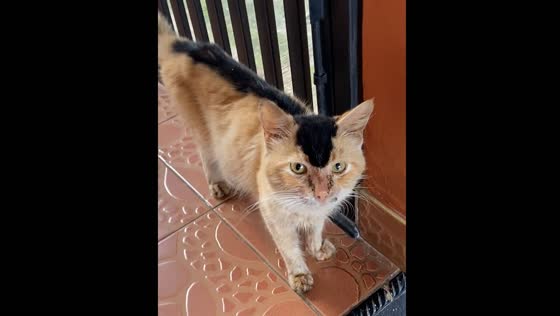 Unique ginger cat with black stripe spotted in Bandung