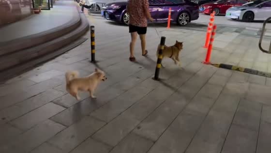 Dog imitates injured dog walk in Guangdong, China