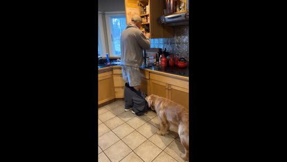 Golden Retriever playfully pulls down man's pants in Fiskdale kitchen