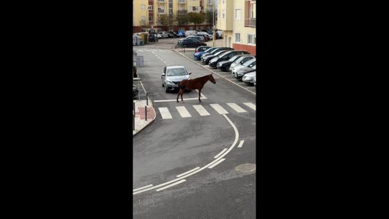 Horse calmly navigates pedestrian crossing in Queluz, Portugal