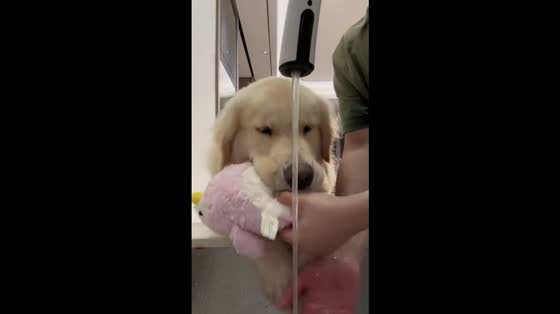 Golden retriever drinks from faucet in Fujian, China