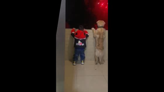 Child and dog share magical fireworks moment on balcony