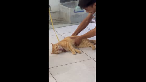 Persistent sleepiness: the tenacious cat who defies gravity