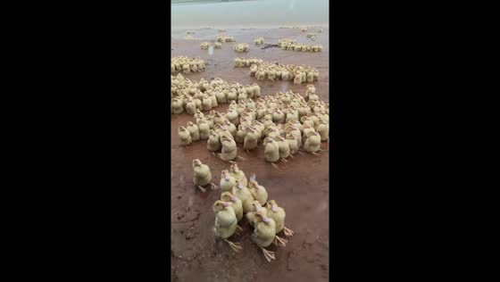 Ducks gather in rainstorm in Guangdong, China