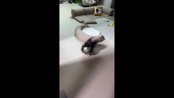 Excited dog spins with joy in Jiangxi, China