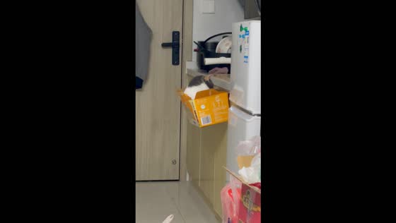 Cat adorably rests on a box hanging from a kitchen cabinet in Shanghai, China